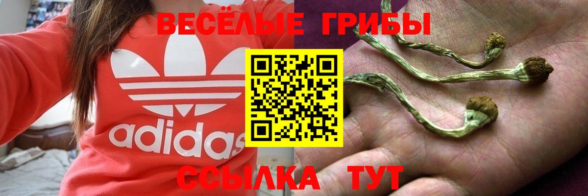 Псилоцибиновые грибы Psilocybe  Вход с VPN  Благодарный 